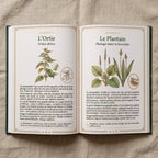 Le livre ouvert sur la double page de l’ortie et du plantain, pages 10 et 11