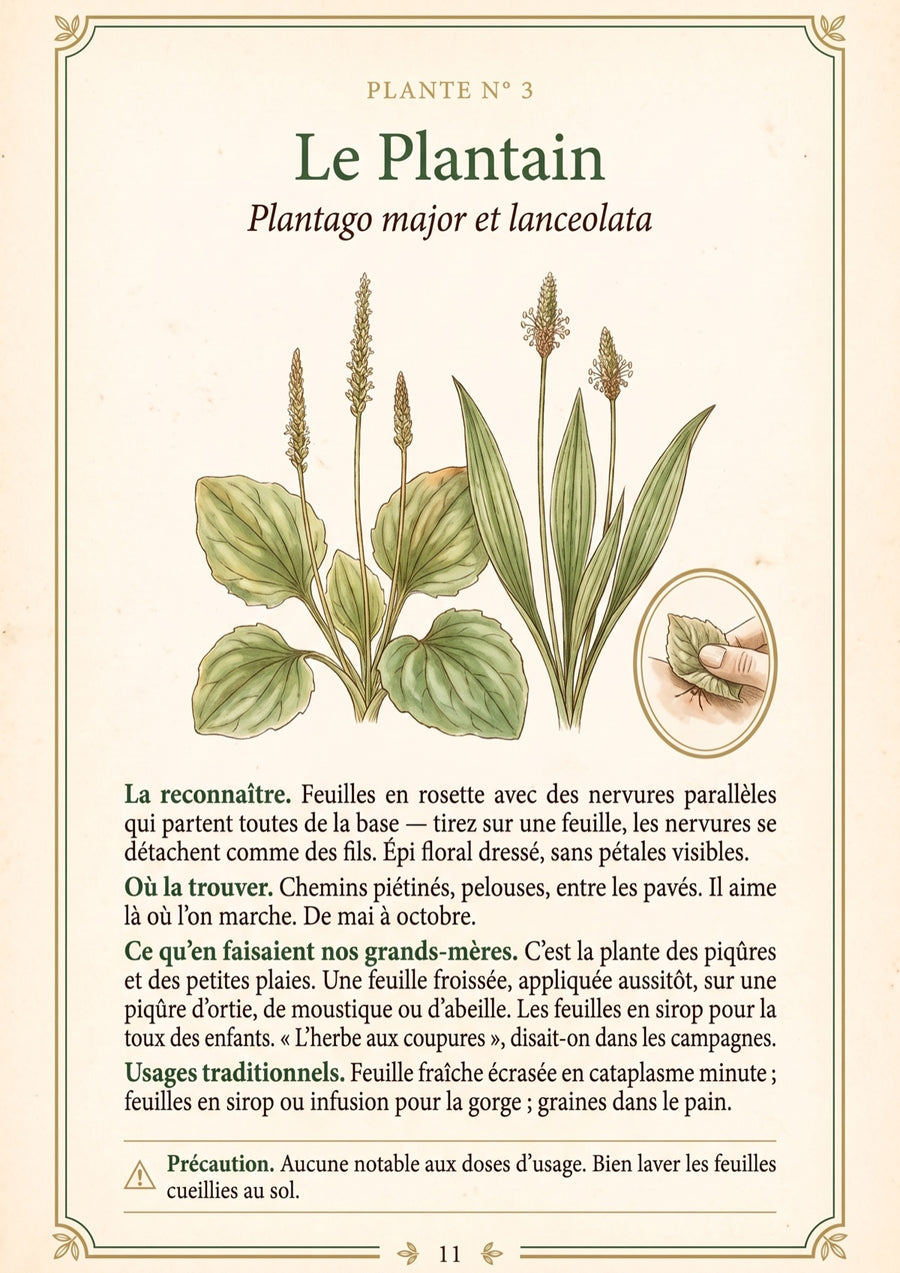 p. 11 · Une planche : le plantain